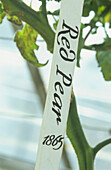 Handwritten Red Pear label with tomato stalk