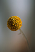 Close up of Drumstick flower (Craspedia globosa)