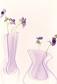 Purple anemones in contemporary glass vase