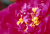 The flat purplish crimson rosette of an English Rose