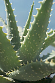 Schwertförmige, graugrüne Blätter mit stacheligen Rändern des Aloe-Kaktus