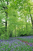 Blühende Bluebells in einem Waldstück im Frühling