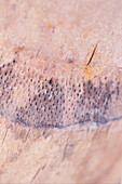 Close-up of leaf spur on palm tree