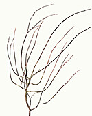 Stilleben mit Birkenzweig (Betula pubescens)