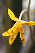 Yellow spotted orchid (Phalaenopsis cornu-cervi)
