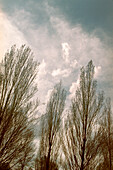 Poplar Trees in Winter