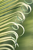 Close up of Palm fronds