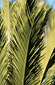 Close up of palm leaves in Hanbury Gardens near Ventimiglia, Italy
