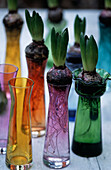 Blumenzwiebeln in farbigen Glasvasen