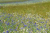 Cornflowers in meadow