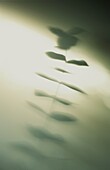Silhouette of plant in blurred motion
