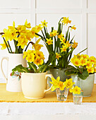 Daffodils and primulas in various vases on a table top