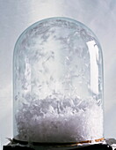 Glass bell-jar with feathers