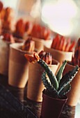 Reihe kleiner Terrakotta-Blumentöpfe, gefüllt mit Buntstiften, vor einem blühenden Kaktus