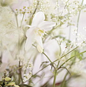 Cow parsley (Fantasy) Eucharis (Maidenly charms)