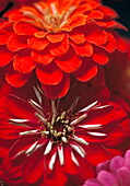 Zinnias (thoughts of absent friends)