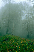 Silver birch trees enveloped in sea mist near San Sebastian