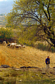 Shepherd with flock of sheep in the Guadalquivir Valley in Andalucia