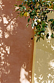 Orange tree casting leafy shadows on wall