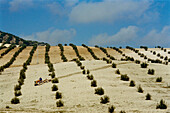 Traktor auf einer Fahrt durch Olivenhaine in den fruchtbaren Hügeln um Cordoba