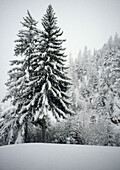Snow covered fur tree in winter snow scene