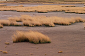 Gräser, die durch das trockene Buschland der Kalahari-Wüste in Botswana ragen