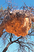 Nahaufnahme eines Webervogelnestes auf einem Baum im Namib-Naukluft-Park