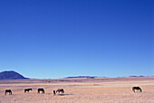 Wild horses grazing between Noordoewer and Fish River Canyon in Namibia