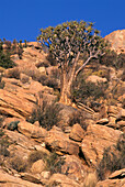 Quiver tree - a drought resistant succulent in the Fish River Canyon in Southern Namibia