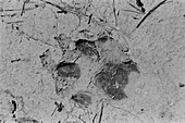 Cheetah's footprint in the Okavanga Delta in Botswana