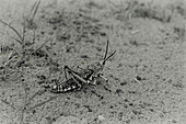Grasshopper in the Kalahari South Africa 