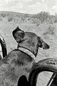 Black dog in truck in Tswalu Kalahari Game Reserve near Kuruman in South Africa 
