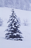 Snow covered conifer in wintery mountain landscape