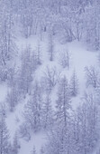 Winterlandschaft mit schneebedeckten Kiefernwäldern