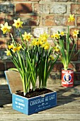 Daffodils growing in a recycled box on garden table in front of brick wall