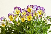 Nahaufnahme von gepflanzten gelben und violetten Violas