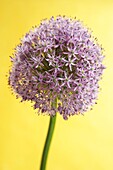 Close up of Giant Alliums (Alliums giganteum) flower against yellow background