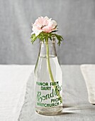 Pink single stem flower in vintage dairy bottle with green lettering