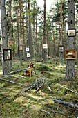 Blood hound sitting in pine forest with pictures hung on the tree trunks