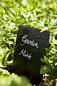 Garden mint growing in sunlight