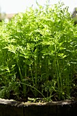 Herbs growing in sunlight