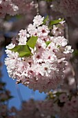 Cherry blossom (sakura) flowering in London   UK