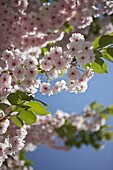 Sunlit flowering cherry blossom (sakura)   London   UK