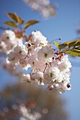 Flowering cherry blossom (sakura)   London   UK
