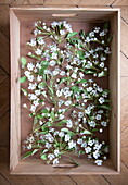 Flower blossom in wooden crate in Bordeaux apartment building,  Aquitaine,  France