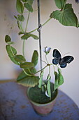 Artificial houseplant with butterfly in Bordeaux apartment building,  Aquitaine,  France