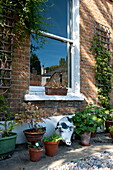 Topfpflanzen und Spalier mit Schweinestatue an gemauertem Außenbereich des Hauses in Greenwich, London, England, UK