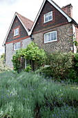 Lavender plants in front garden of semi-detached Kingston home,  East Sussex,  England,  UK
