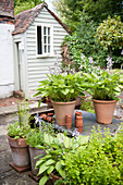 Potted plants on patio with shed in Kent garden  England  UK