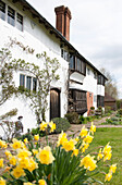 Blühende Narzissen im Garten eines weiß getünchten Cottage in High Halden, Kent, England UK